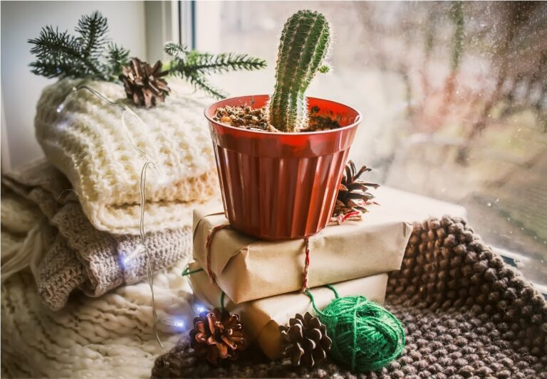cactus in a pot at windowsill cozy zero waste c 2022 11 17 00 05 02 utc