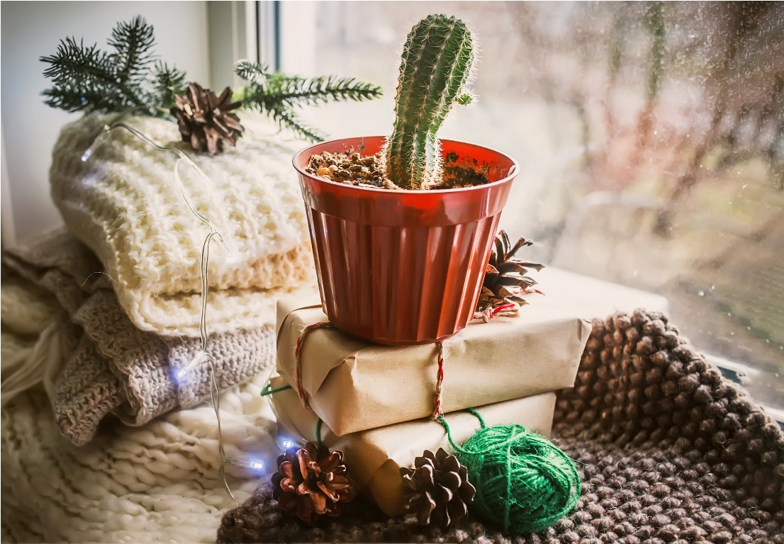 cactus in a pot at windowsill cozy zero waste c 2022 11 17 00 05 02 utc