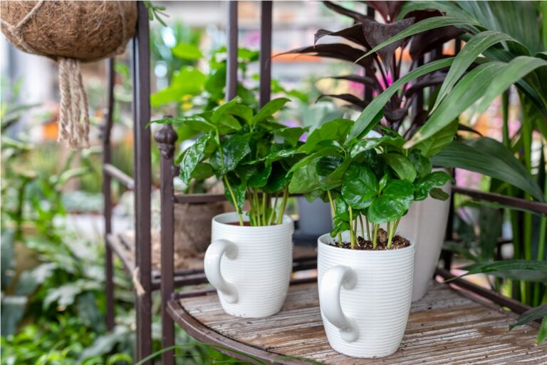small houseplant in a creative tea cup pot 2022 12 10 01 10 27 utc