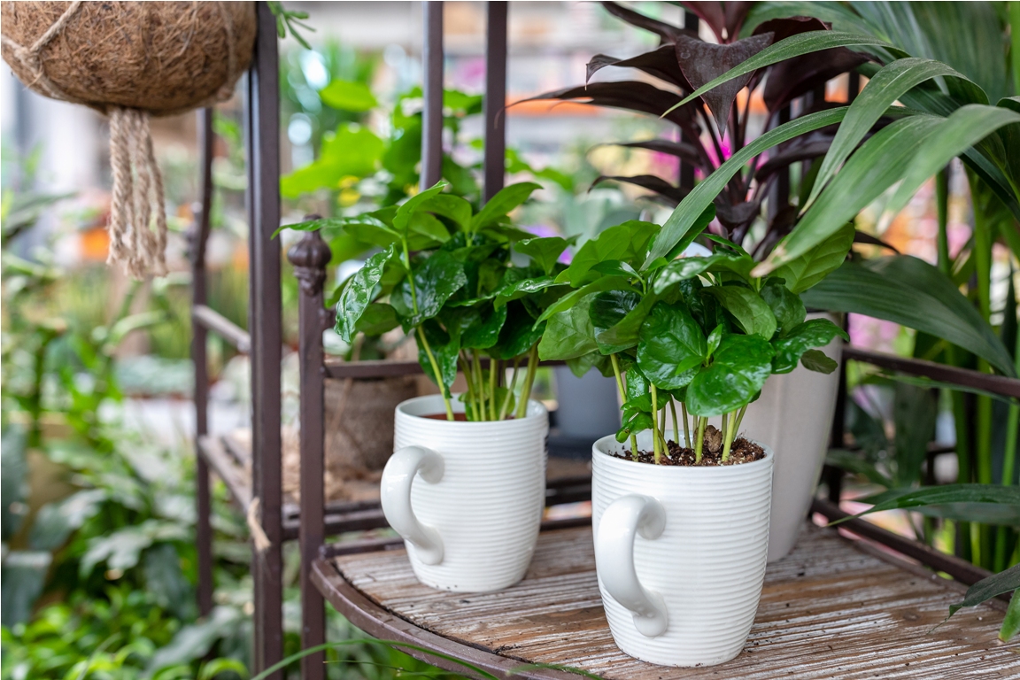 small houseplant in a creative tea cup pot 2022 12 10 01 10 27 utc