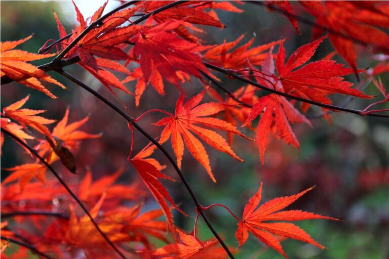bright red japanese maple or acer palmatum leaves