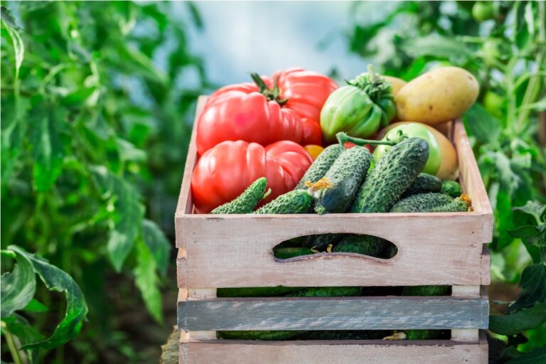 harvested vegetables in greenhouse