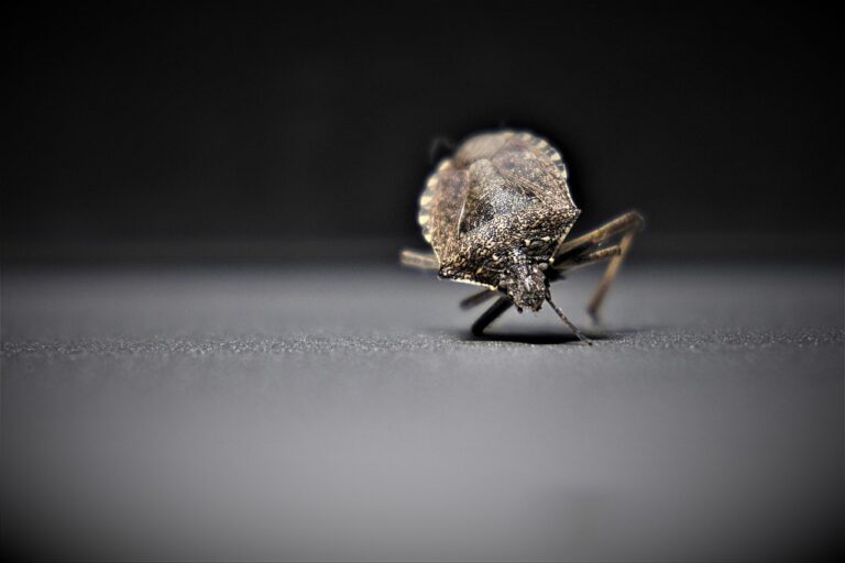 Les techniques professionnelles pour éliminer les punaises de lit !